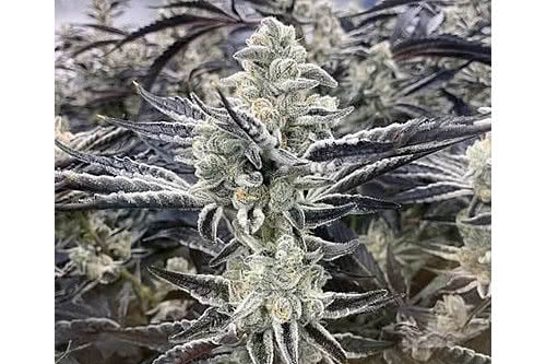 platinum kush breath remix strain plant by in house genetics