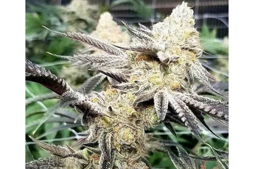 platinum scout v2 strain plant by in house genetics