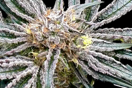 platinum zoap strain plant by atlas seed