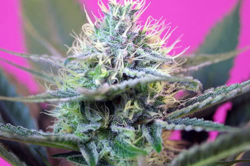 plus speed auto strain plant by sweet seeds
