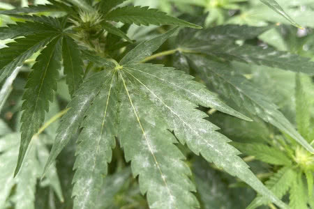 powdery mildew on cannabis leaf, budding plant
