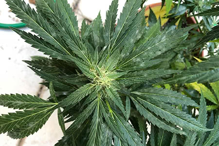 powdery mildew affecting cannabis leaves on plant