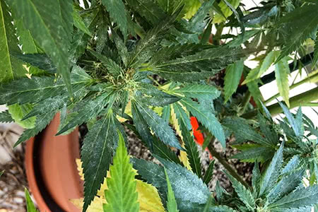 powdery mildew infection spread throughout cannabis plant