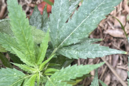 powdery mildew weed leaf closeup