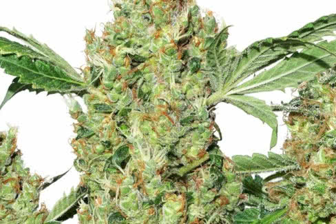 power plant cannabis plant by dutch passion