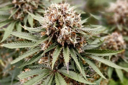 power plant strain by dutch passion