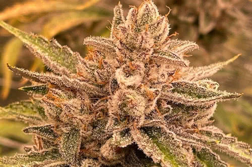 pre 98 episode 1 f4 auto strain by night owl seeds