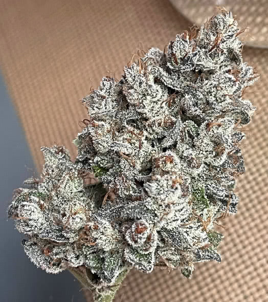 pre 98 episode 1, night owl seeds, grown by reddit user