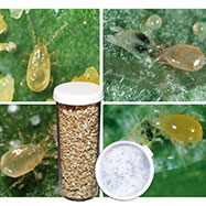 predatory mites for sale