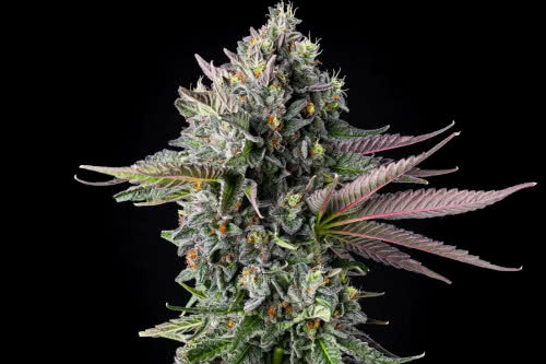 puffinz strain plant by compound genetics