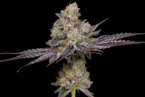 purple afghan kush strain by green bodhi