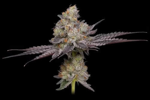 purple afghan kush reg strain by green bodhi