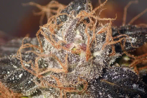 purple bud regular strain plant