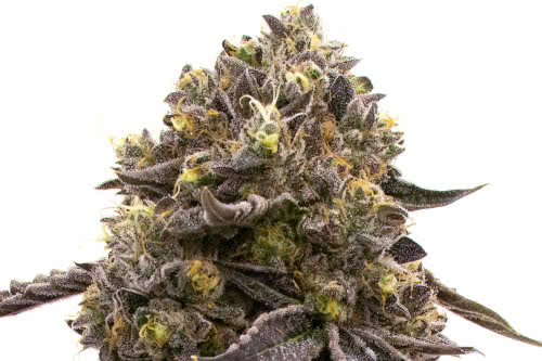 purple gelato strain indoor cannabis plant
