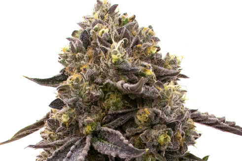 purple gelato strain plant by homegrown cannabis