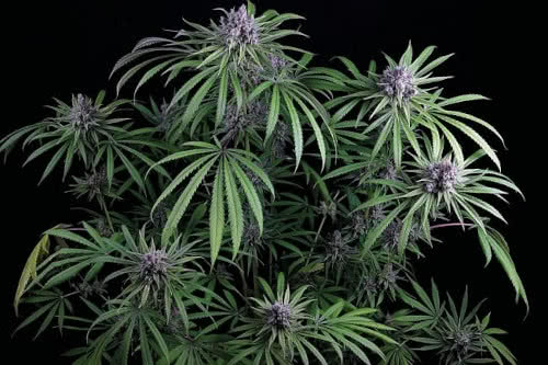 purple ghost candy weed strain