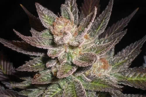 purple haze strain by g13 labs