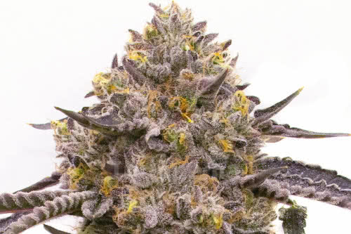 purple haze strain by homegrown cannabis