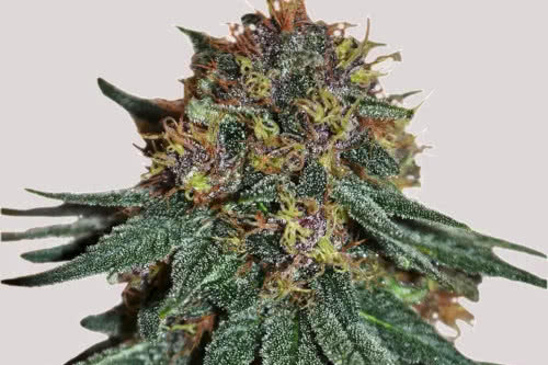 purple haze cannabis plant by ilgm