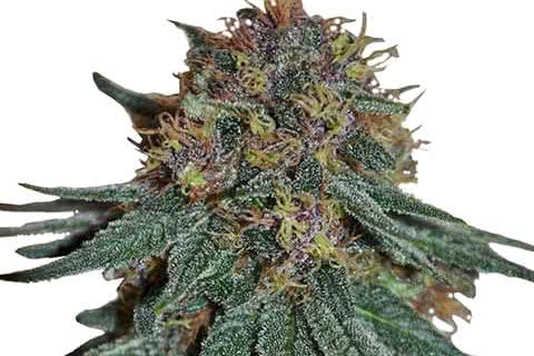 purple haze sativa strain plant by ilgm