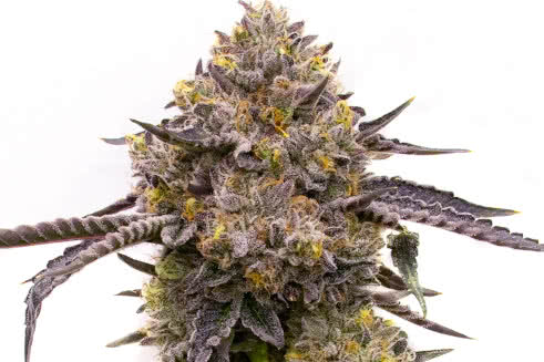 purple haze strain plant by homegrown cannabis