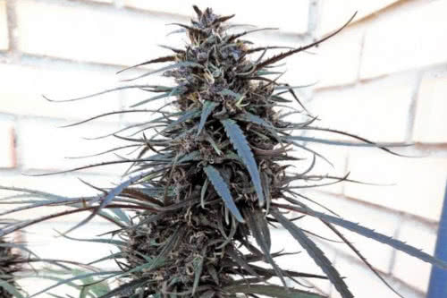 purple haze x malawi strain plant by ace seeds