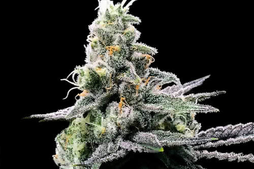 purple kosher strain by dna genetics