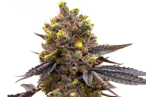 purple kush auto strain plant by homegrown cannabis