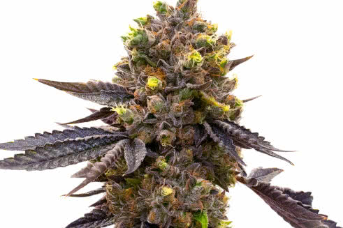 purple kush auto strain plant by homegrown cannabis