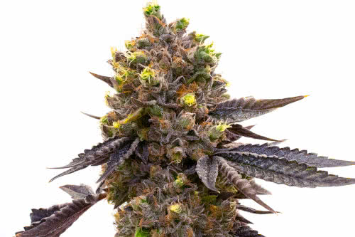 purple kush auto strain by homegrown cannabis