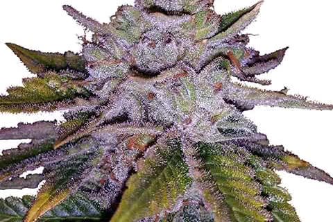 purple kush indica strain plant by ilgm