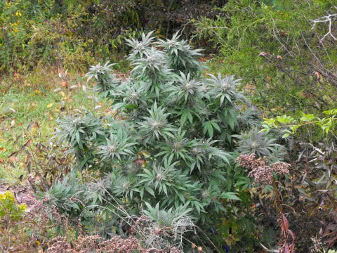 Purple Kush Outdoor Plant