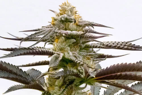 purple kush strain by homegrown cannabis