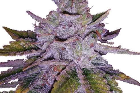 purple kush strain plant by ilgm