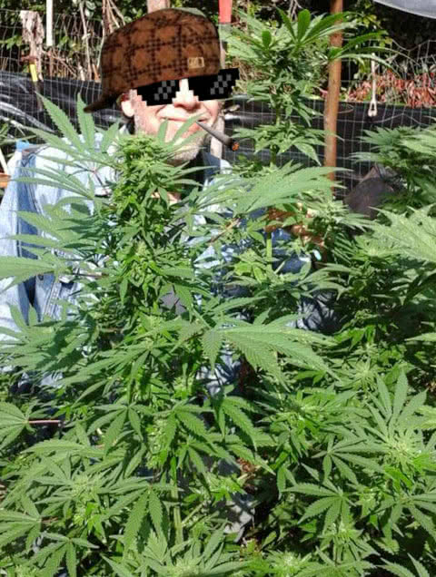 Purple Kush strain grown in Hawaii