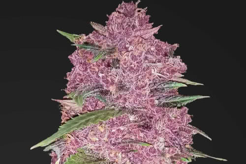 purple lemonade auto strain indoor cannabis plant