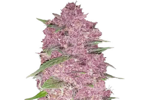 purple lemonade autoflower seeds cannabis plant