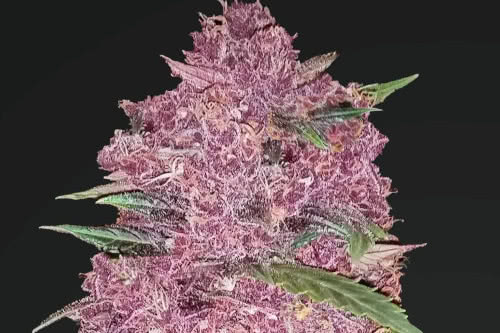 purple lemonade autoflowering marijuana seeds by fastbuds