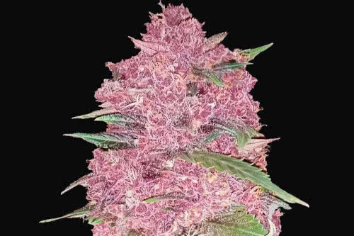 purple lemonade weed strain