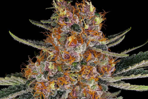 purple punch auto strain plant by barneys farm