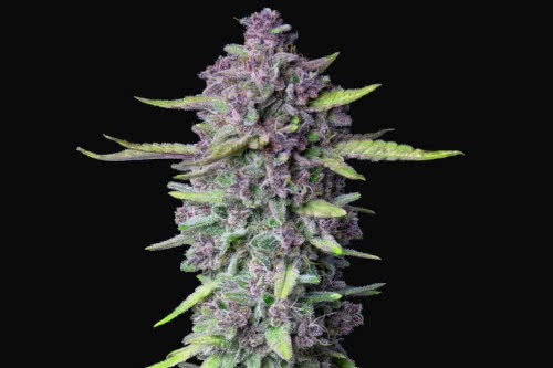 purple punch auto strain plant by fast buds