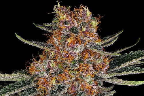 purple punch auto medical strain by barneys farm