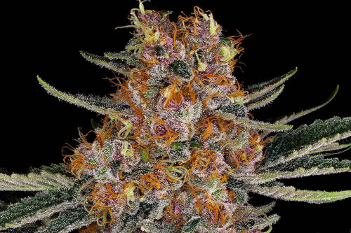 purple punch auto plant by barneys farm