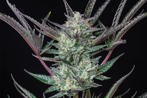 purple punch auto strain plant by royal queen seeds