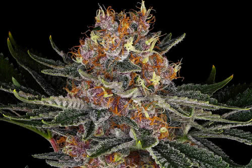 purple punch auto weed strain