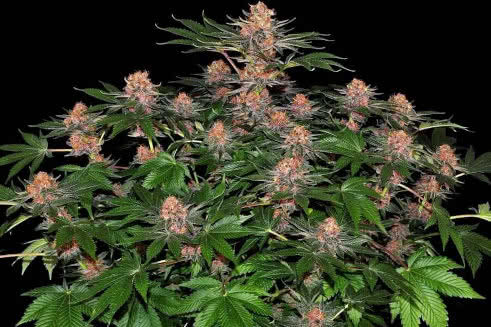 purple punch auto strain by barneys farm