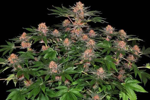 purple punch autoflower seeds cannabis plant