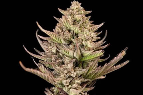 purple punch f1 fast cannabis plant by seedsman