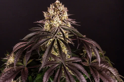 purple punch feminized seeds cannabis plant