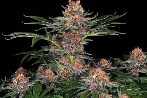 purple punch indica strain plant by barneys farm